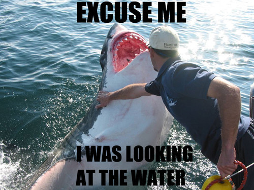 Main Thread - Page 7 Excuse-me-i-was-looking-at-the-water-shark