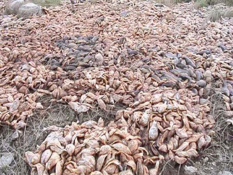 Indonésie: Des milliers de poissons d'élevage meurent soudainement dans la province de Sragen Regency, les pertes sont estimé à centaines de millions de dollars Indonesia_dead_fish