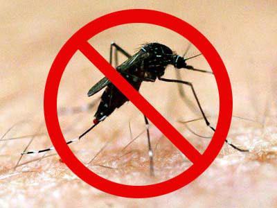 கொசுவரூபம் - டெங்கு 1288978722_135334992_1-Pictures-of--Dengu-Virus-Solution-For-Mosquitoes-Khatmal-Deemak-Cockroaches-etc-1288978722
