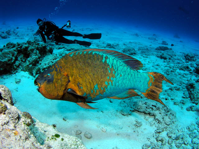 10 اسماك ملونه غريبه في عالم البحار Rainbow-Parrot-Fish2
