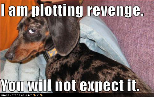 Forum Games Problem Funny_dog_pictures_plotting_revenge_another_GF_revenge-s500x315-45754