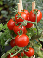 siembra y plantación Tomates