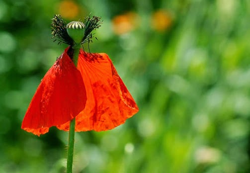 ayé                      ! ici il y a l'ordre des saisons, compost welcome ! - Page 7 Coquelicot