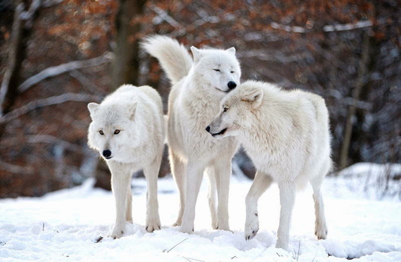 حيوانات القطب الشمالي  Animal_adaptations_wolves_pack