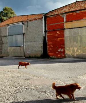 *(2012) El Seprona descubre en dos naves 15 toneladas de cadáveres de animales Scale.php