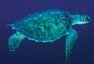 قصص قصيرة فيها  حكمة - صفحة 6 Sea-turtle-2