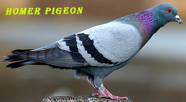 புறா.புறா.. அழகுப் புறா..ஆசைப் புறா..! -  Homer_pigeon