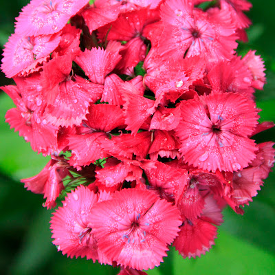 பூக்கள்  - Page 2 Dianthus5