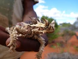 "الشيطان الشوكى"Thorny Lizard or Thorny Devil 5%D8%BA5