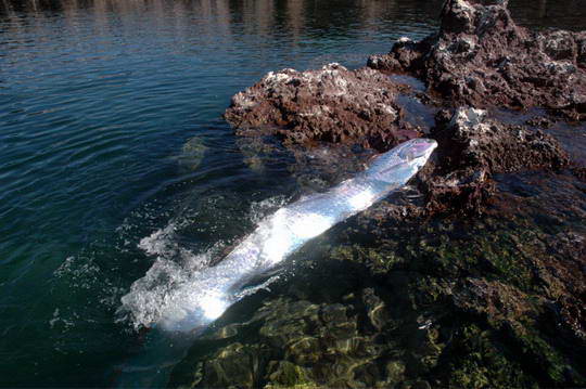 Oarfish, Ikan Terpanjang Di Dunia Yang Masih Hidup Oarfish_06