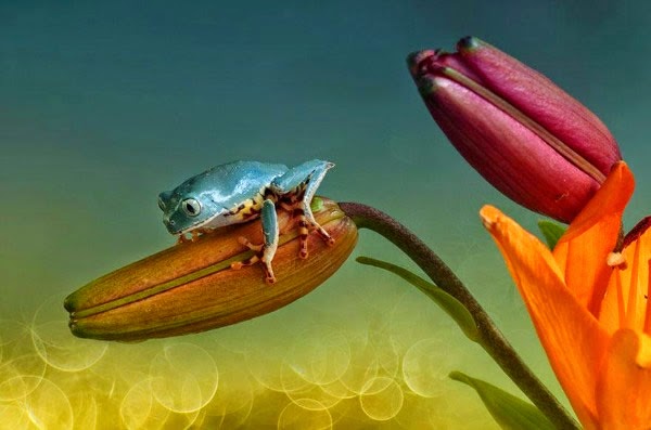  عالم الضفادع الملونة غاية في الروعة بعدسة مصورة هولندية Incredible Photographs of Colored Frogs by Dutch photographer Colored-frogs-015