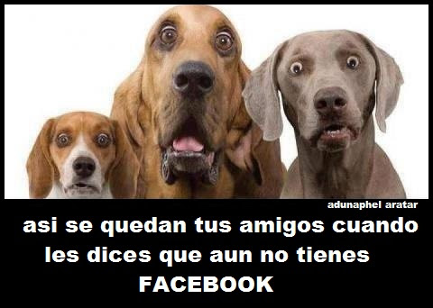 LUXACIÓN DE RÓTULA - Página 7 Humor%2Bperros%2Bfacebook%2Bamigos%2Badunaphel