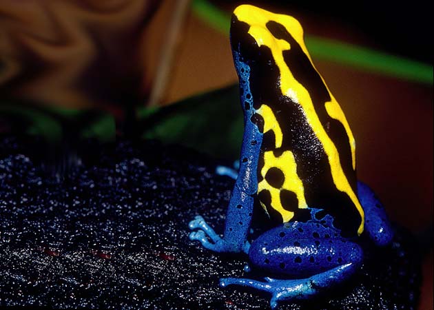 வித விதமான நஜ்சுத் தவளைகள்.(Poison Dart Frog) Dyeing-Poison-Dart-Frog2