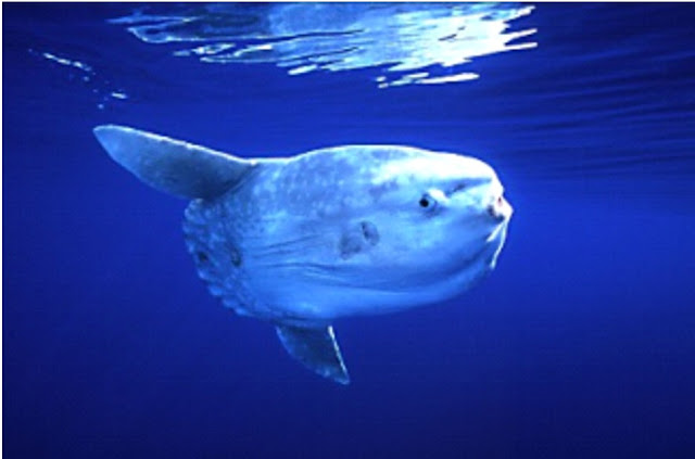 مصور يستطيع ان ياخذ صورة لسمكة غريبة في المحيط " سمكة مولا مولا " Dive_bali_diving_dive_Mola_mola_manta2_safari_bali_package