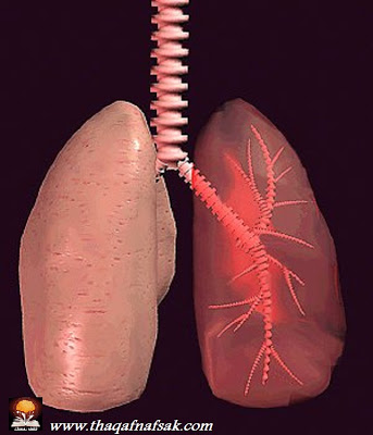 حقائق مدهشة عن جسم الإنسان  R-lungs