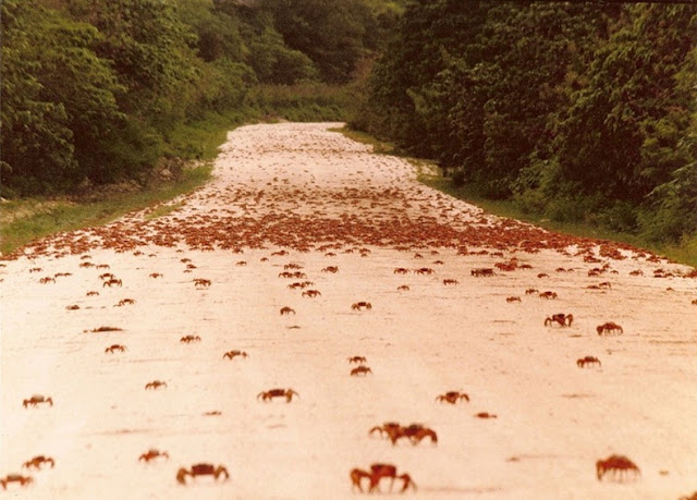 هجرة سرطان البحر ، حين تجد مدينتك تكسوها هذه الكائنات ، فيلم رعب على أرض الواقع  Red-crab-migration-3%5B2%5D