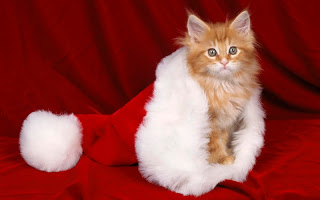 صور قطط جديده ، صور قطط صغيره ، صور قطط منوعه ، صور قطط للتصميم ، قطط ، 2011 ، 2012  Wallcate.com%20%2880%29