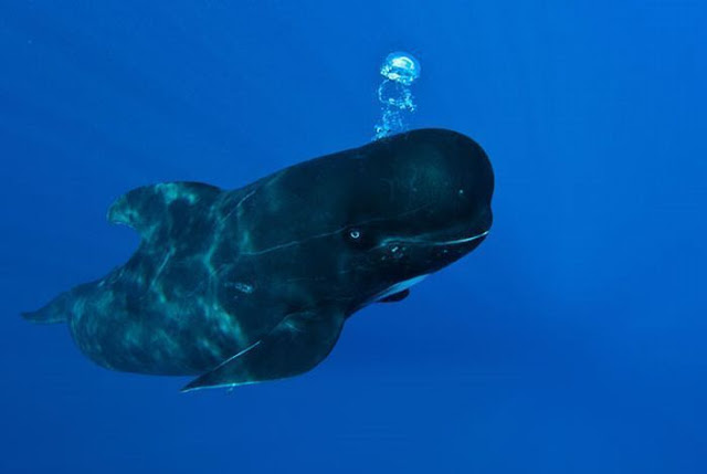 صور أكثر من رائعة من عالم الحيوان!!!! Smiling-Whales-9