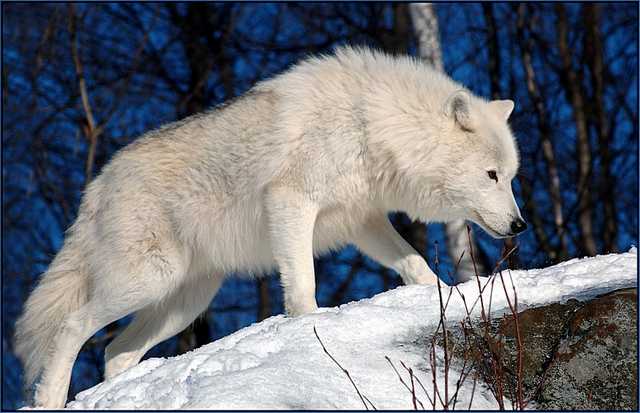 ღ My Pack ღ  Snow-White-Arctic-wolf-4