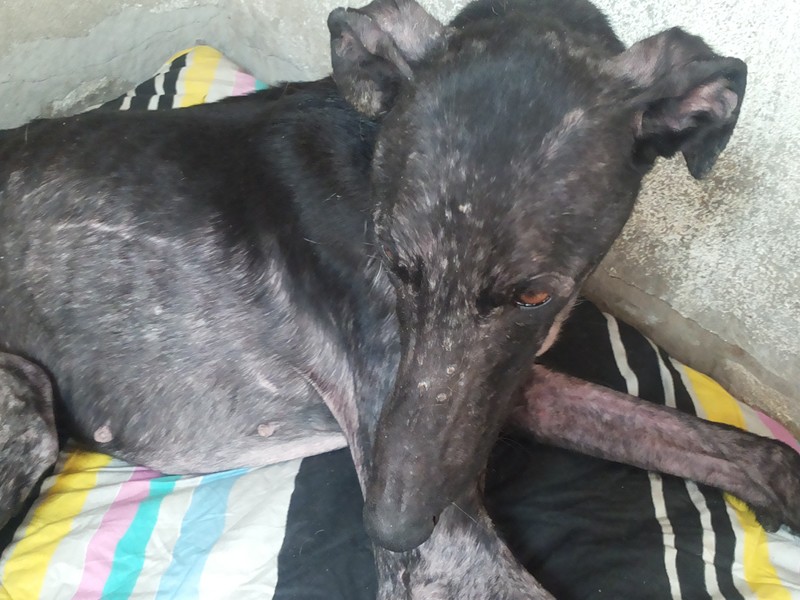 Florentina, galga noire, 18 mois Scooby France Adoptée Florentina%252C%2BBarbas%252C%2BVicente%2B014