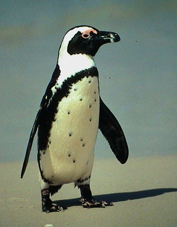 பெண் குயின் (Penguin) படங்கள். Penguin