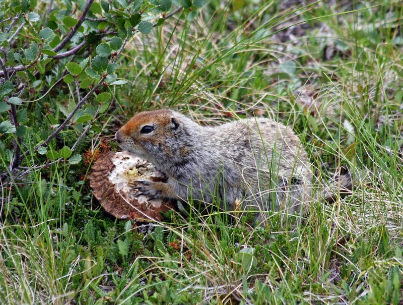 حيوانات القطب الشمالي  Animal_adaptations_ground_squirrel