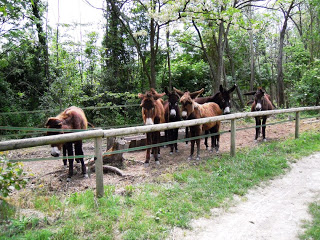 Ruta per Banyoles DSCN3987