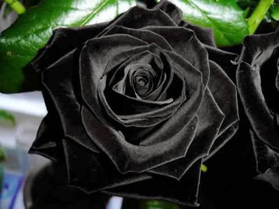 فقط في تركيا Halfeti-black-roses2