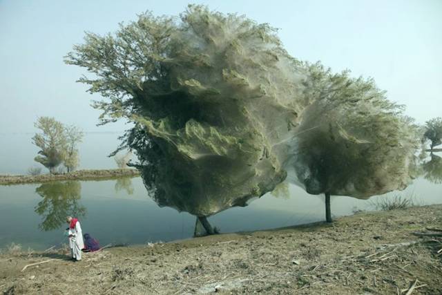 صور اشجار في باكستان تغطيها خيوط العنكبوت Spiders_Flee_009