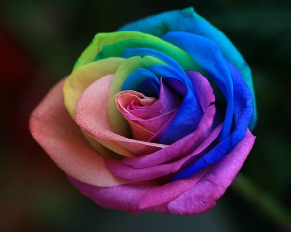 صور زهور ولا اروع Rainbow-Roses-9