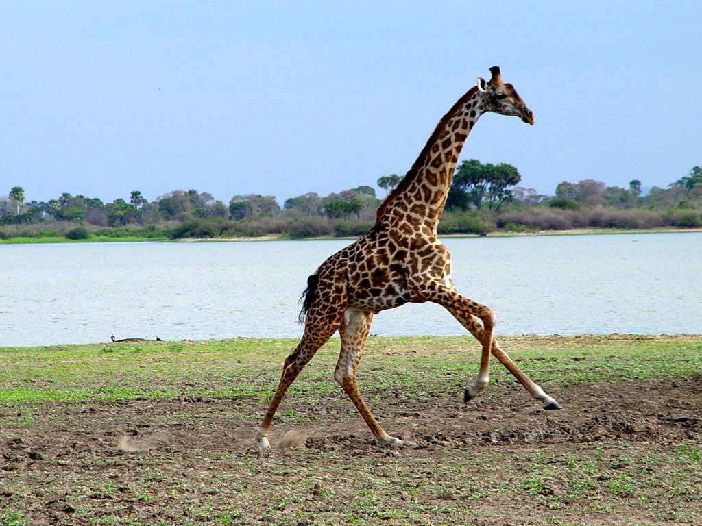 معلومات عن الزرافة Giraffe2