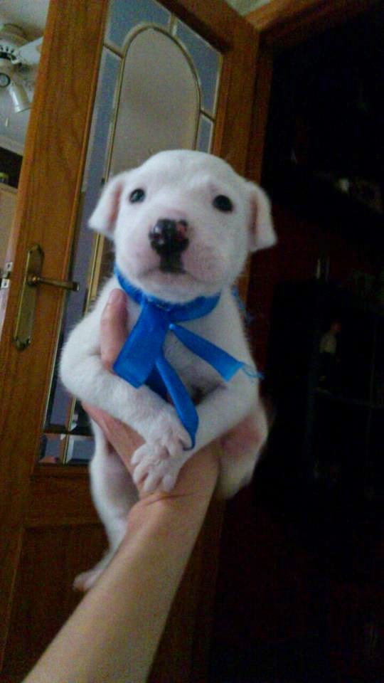 NEVADO. Cachorro de tamaño pequeño en la perrera de Hellin ( Albacete ) (PE) NEVADO