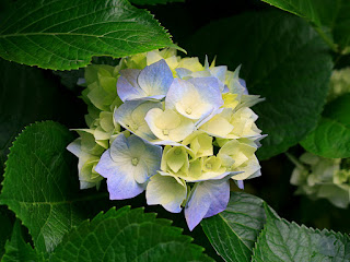 ส่งงาน เรื่อง เพลงไทยเดิม โดย เด็กหญิงพันทิยา สิงขรรค์ เลขที่ 24 Hydrangeas