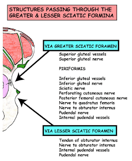  صور طبية التشريح - Anatomy   Third Part : Lower Limb Leg027c