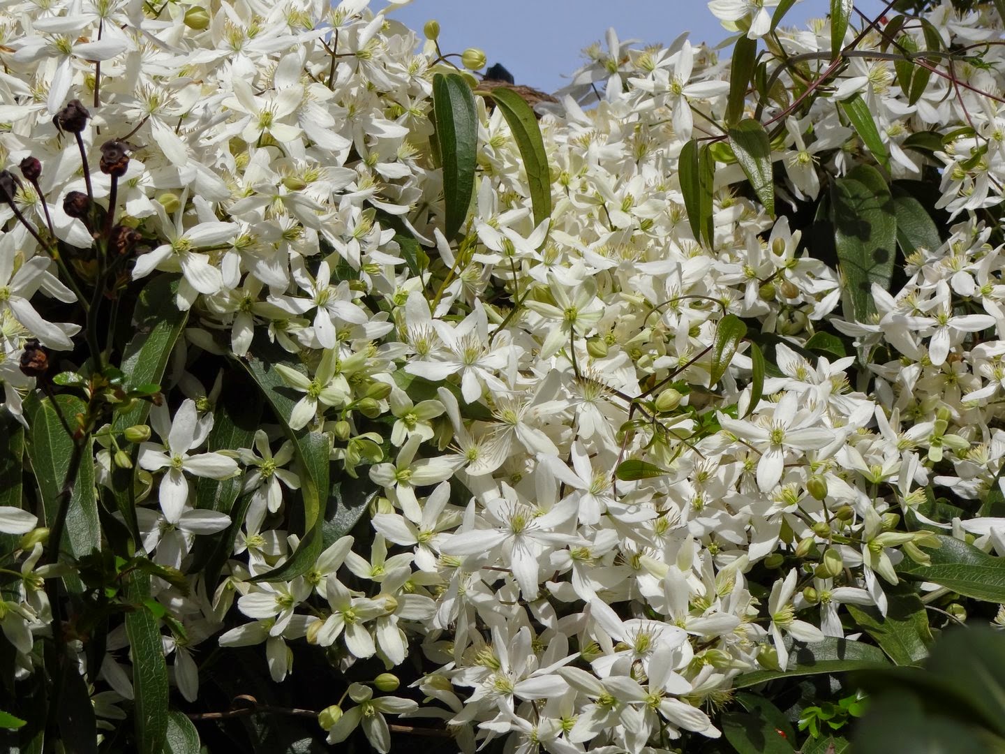 Clematis armandii - clématite d'Armand - Page 4 DSC04017