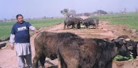 50 vaches foudroyées par une mystérieuse maladie au Pakistan Images