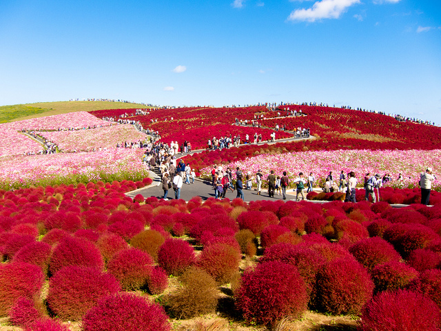 حديقة هيتاشي ,,اليابان Hitachi_park_1