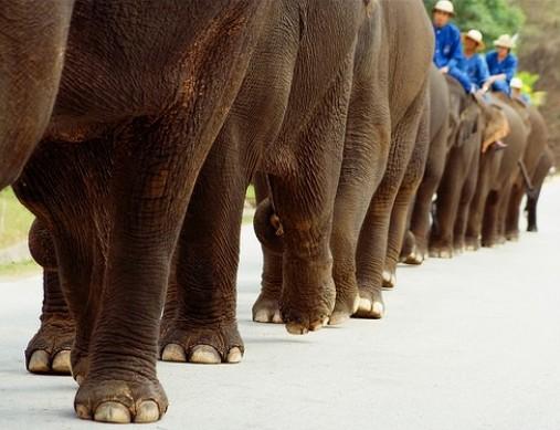 يوم الفيل التايلاندي The Elephant Day. Thailand%2BElephant%2BDay%2BPhotos%2B%25289%2529