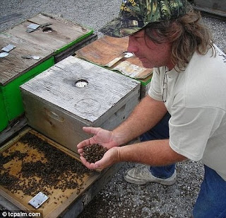 Apocalypse des abeilles: au-delà de 12 million d'abeilles trouvées mortes ou mourantes en Floride Abreille