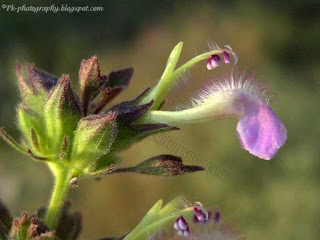 VƯỜN CÂY ĐV II - Page 49 Indian-catmint-1