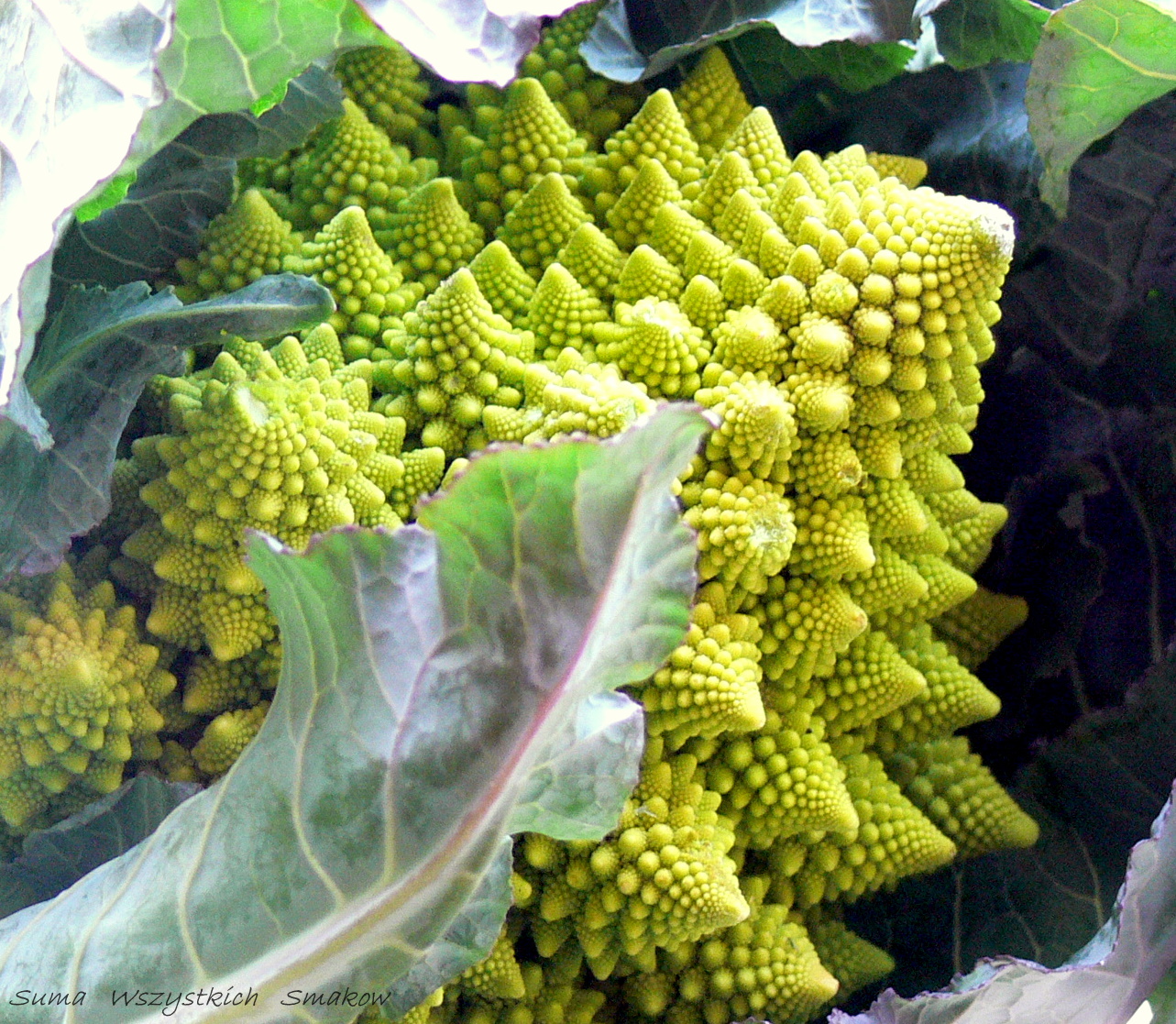 UFO - 27 kwietnia 2012 - Page 14 Romanesco1