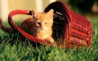 صور قطط جديده ، صور قطط صغيره ، صور قطط منوعه ، صور قطط للتصميم ، قطط ، 2011 ، 2012  Wallcate.com%20%2818%29