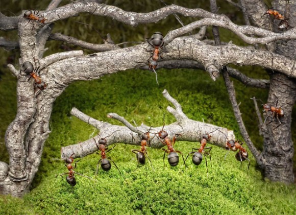  صورمذهلة من عالم النمل... - صفحة 2 Fascinating_life_of_ants_640_15-580x421