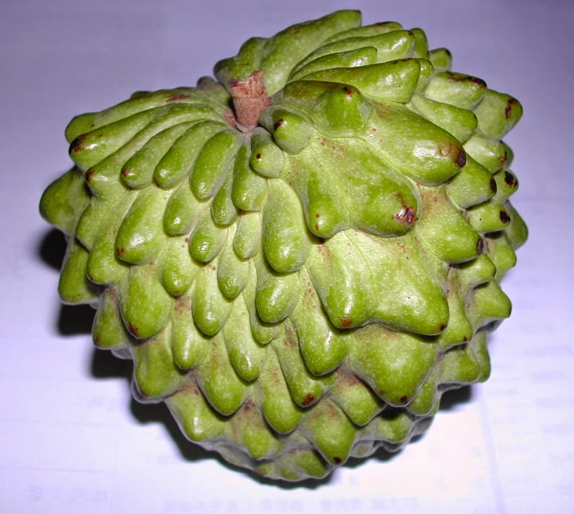 القشطة (فاكهة المستعفل) Atemola_(cross_of_Annona_cherimola_and_Annona_squamosa)