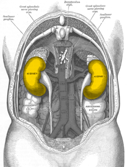 சிறுநீரக ஆரோக்கியம்  250px-Gray1120-kidneys