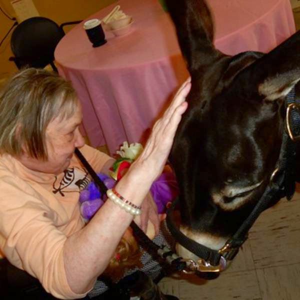 Donkey Therapy العلاج بالحمير . Image026-730373