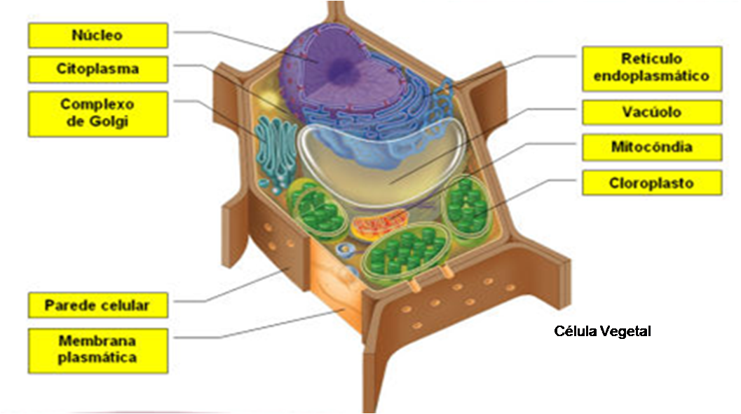 LA GLUCOSA BEBIDA ENERGÉTICA para nuestros bonsais y plantas - Página 5 Celula-vegetal2