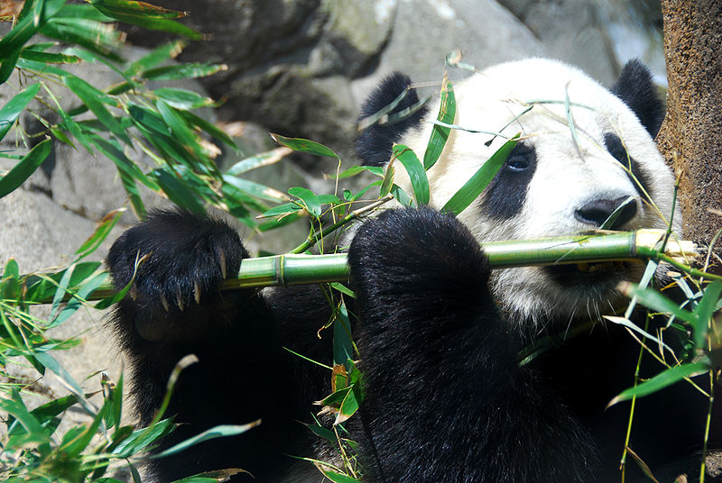 Xx-XOooô^^¨-BGGG-NAGAMAKI-GGGB-¨ôooOX-xX 800px-Giant_Panda_Tai_Shan