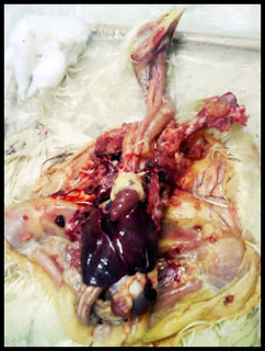 sistem organ hewan Ayam