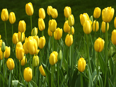 மஞ்சள் மலர்கள். Tulips-yellow2